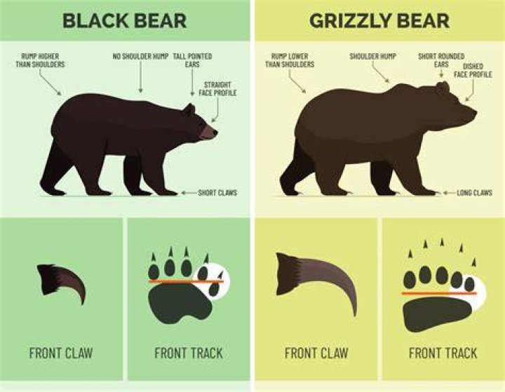 Brown Bear vs Grizzly Bear: Key Differences, Facts, and Insights