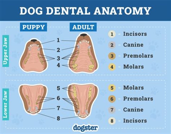 Do Dogs Communicate Through Barking? Unlocking the Secrets Behind Canine Vocalizations